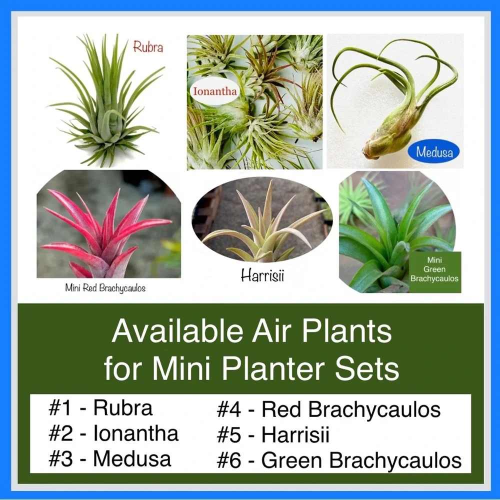 Mini DOG Planter Air Plant Set - Spanish Moss Fine Mist Sprayer FREE Air Plant - Picture 14 of 15